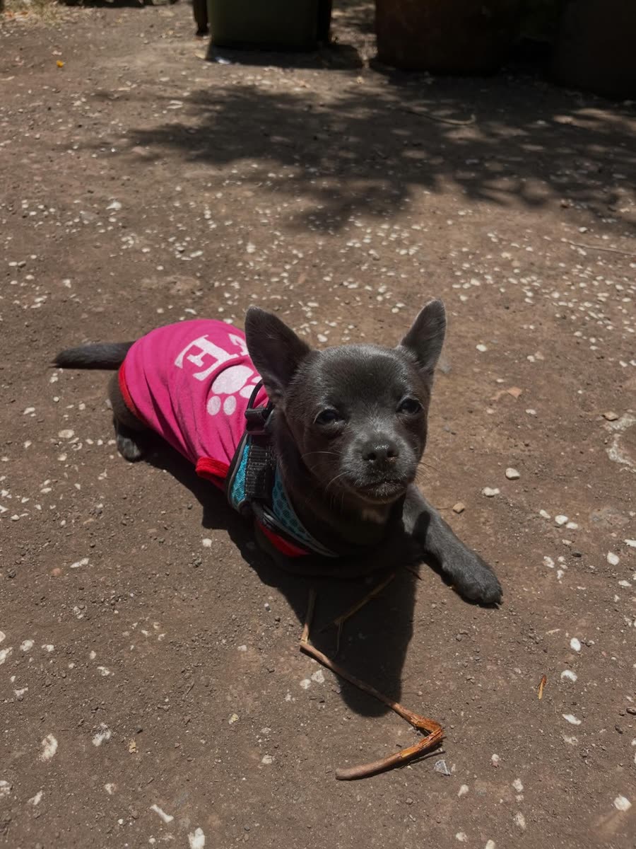 Perro pequeño con camiseta rosa tumbado a la sombra en la terraza
