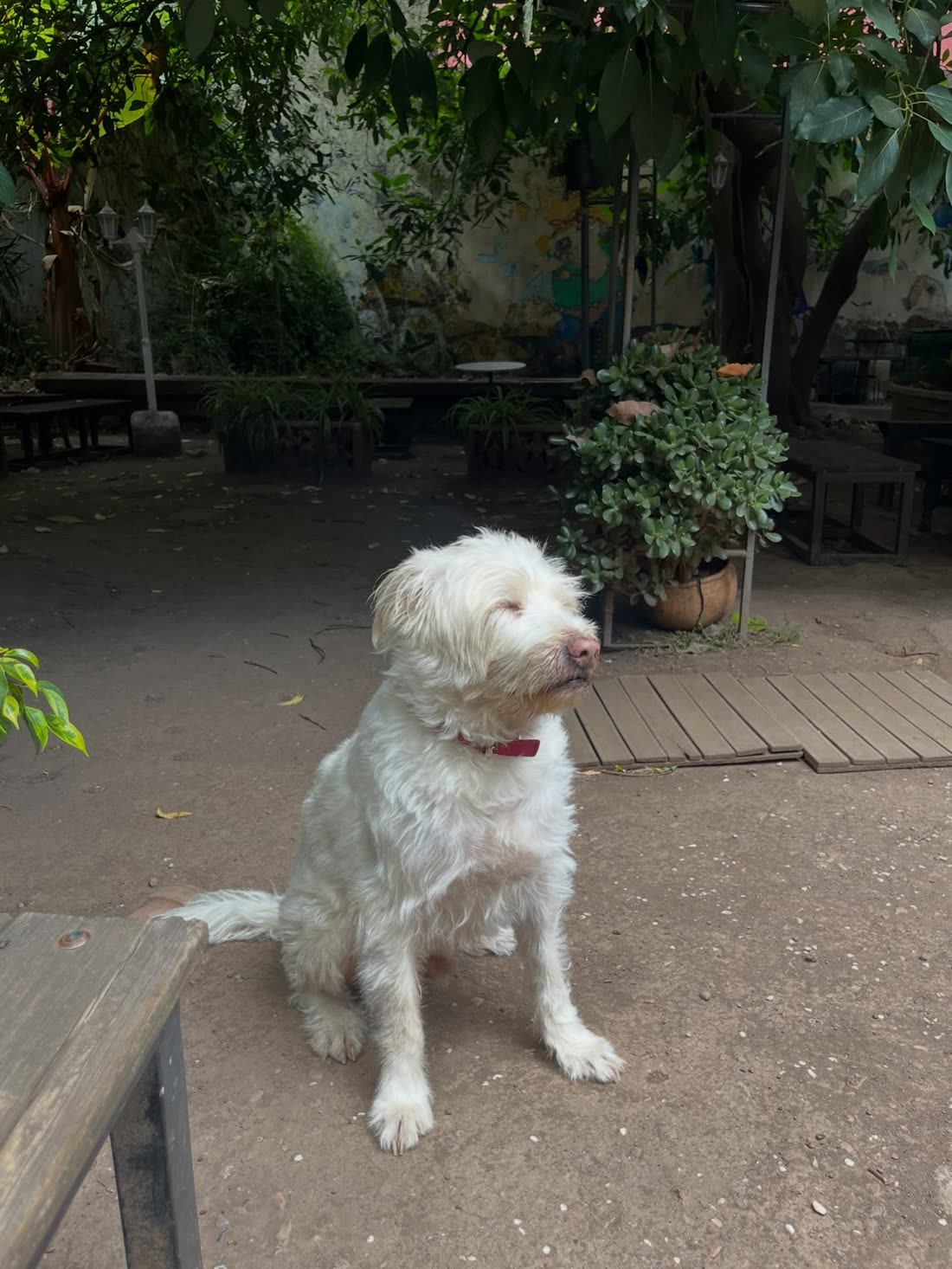 El patio de Café 7 con plantas, mesas de madera y un perro blanco sentado a la sombra