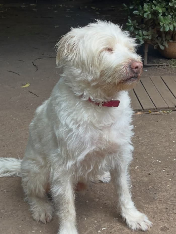 Primer plano de un perro blanco sentado en el patio de Café 7